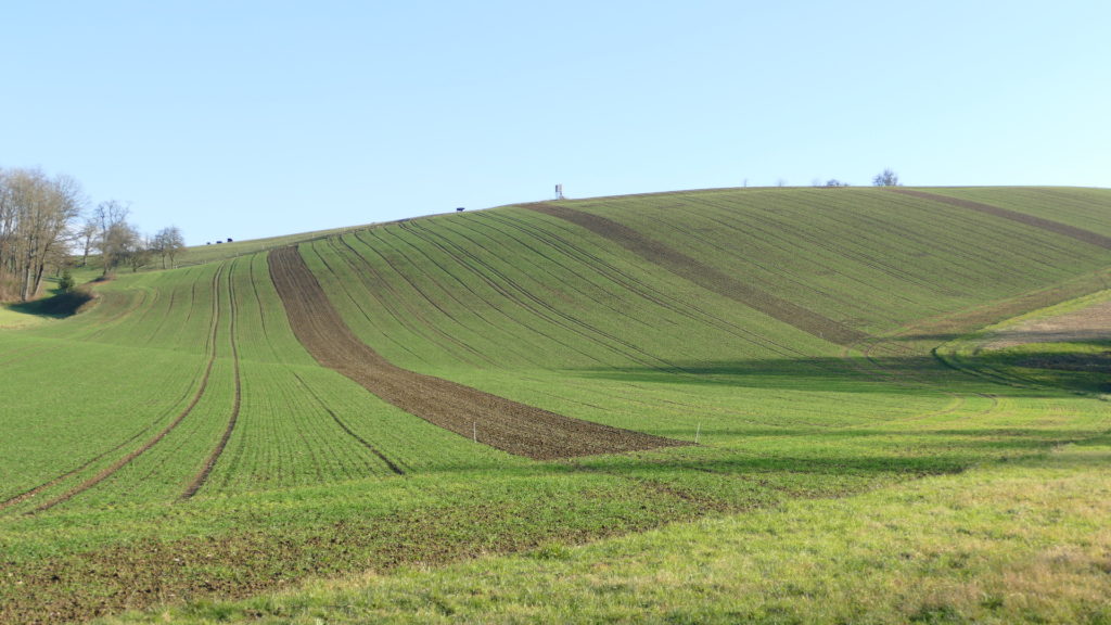 Blumenkorn Getreidefeld mit Blühstreifen