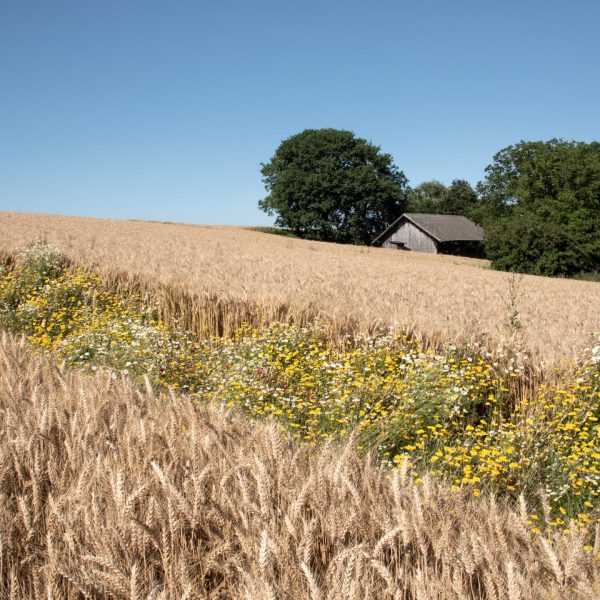 Blühstreifen im Juli